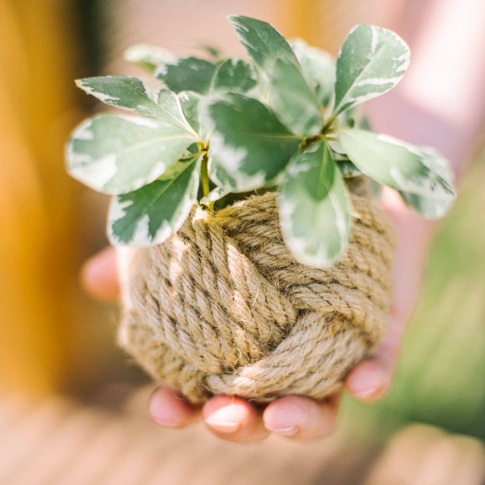 Freeleaf - Wholesale Plant Pot - Mini Unbound Planter1