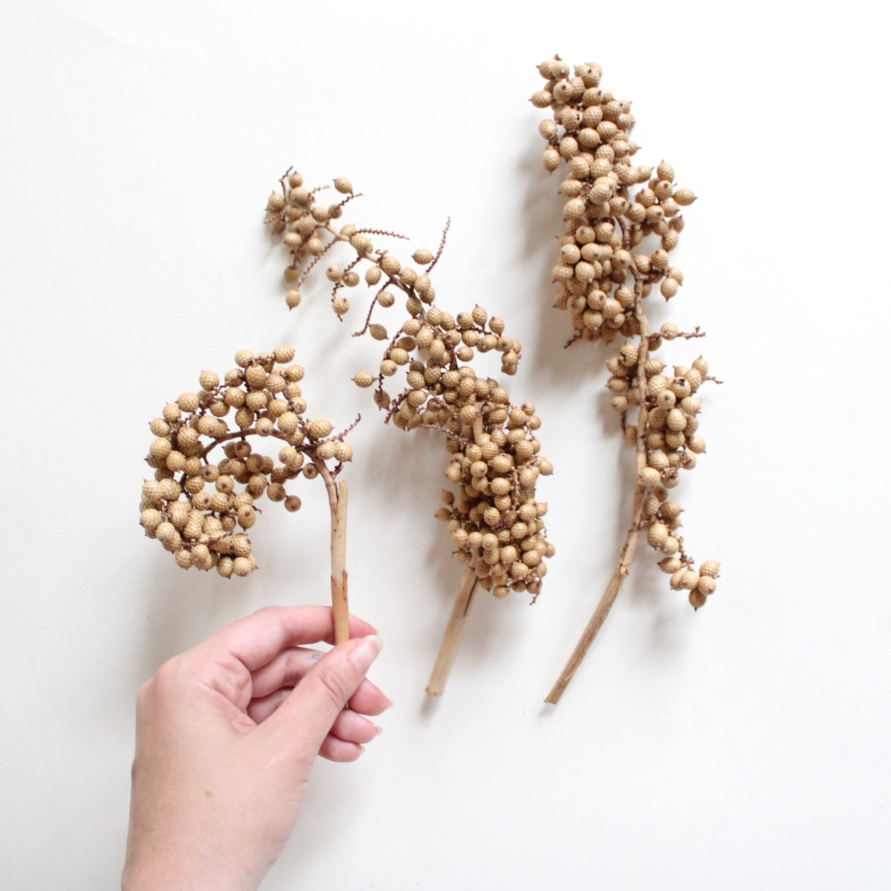 Natural Brown Canella Berry - Dried for wholesale on Faire2