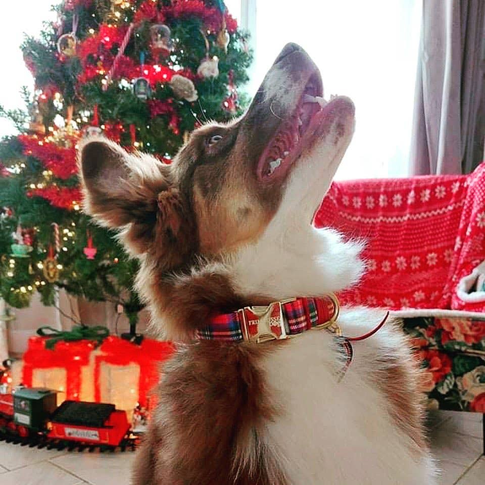 Frimousse Dog – Großhandel Haustierhalsband – Hund – „Watson“ schottisches verstellbares Hundehalsband3