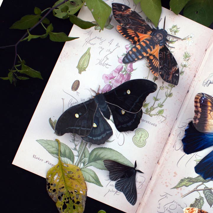 Moth and Myth - Wholesale Cutouts - Halloween 'Death's Head' Paper Moth Set3