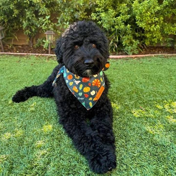 LunaMarie – Großhandel Haustier-Bandana – Hund – Thanksgiving Halstuch2