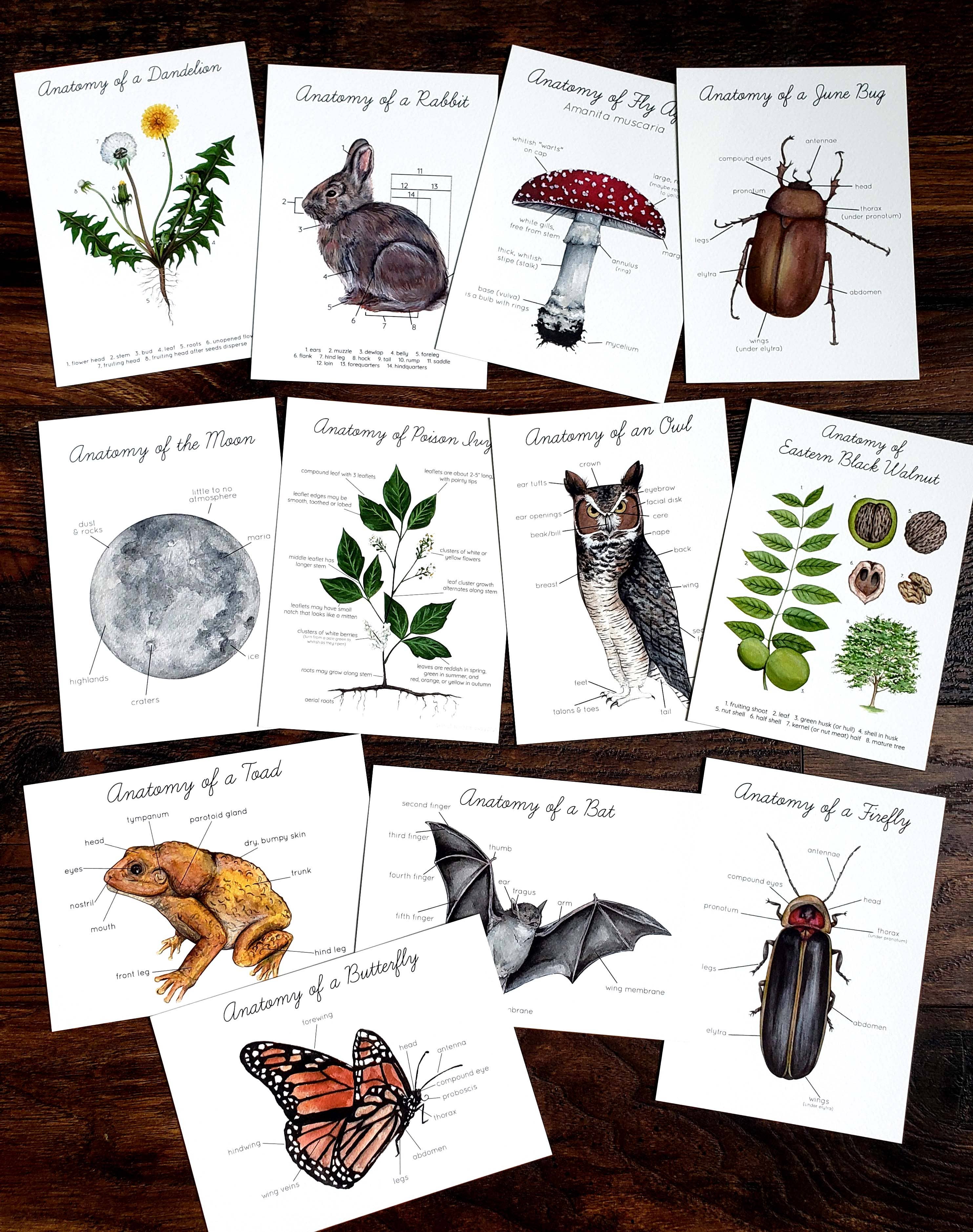 Stephanie Hathaway Designs – wholesale Art print – Backyard Nature Art Prints Set- Anatomy1