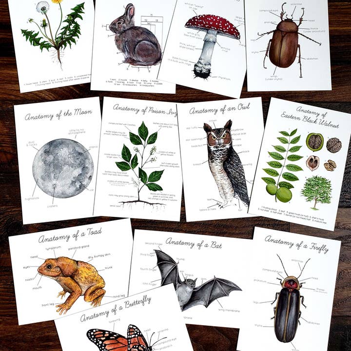 Stephanie Hathaway Designs – wholesale Art print – Backyard Nature Art Prints Set- Anatomy1