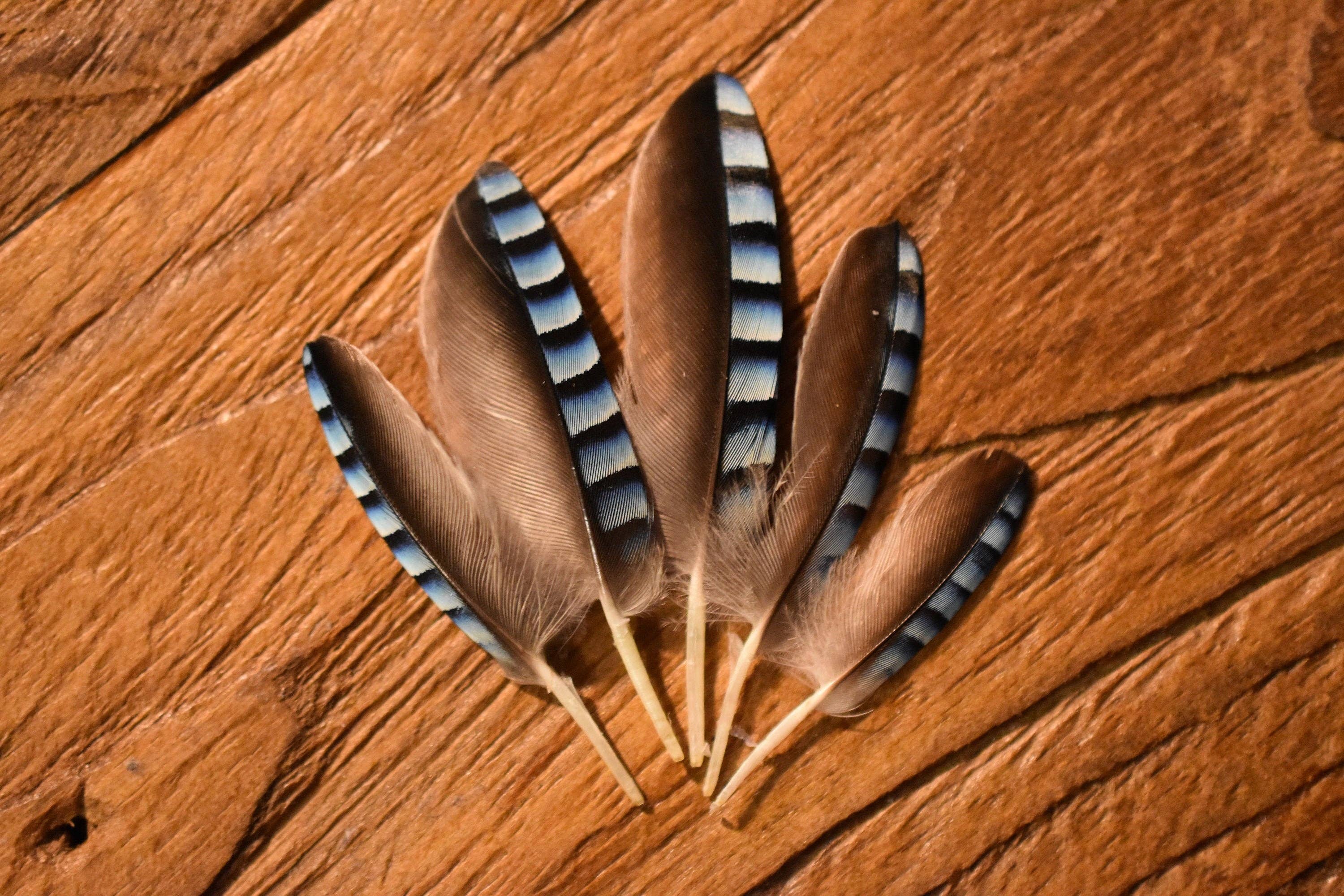 Plumes Naturelles - Wholesale Craft Supplies - Jay feathers1
