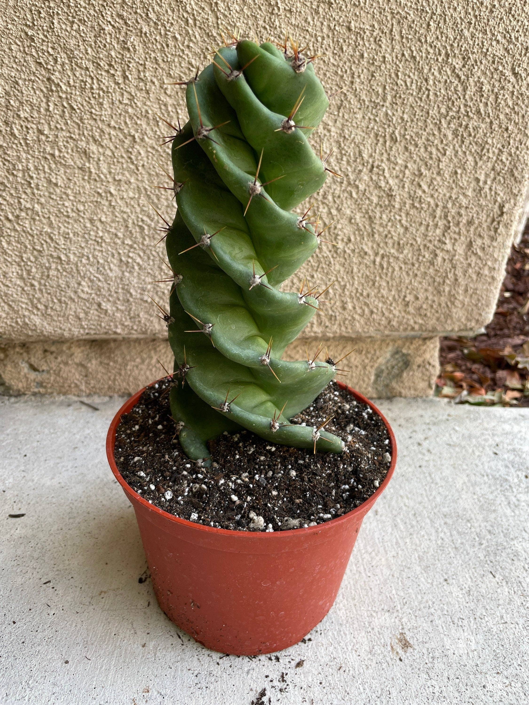 Grow Margo - Wholesale Succulent - Spiral Cactus  - Cereus forbesii 'Spiralis' - Twisted Rare7