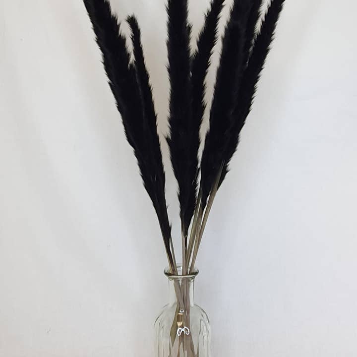 Opal Lily - Wholesale Dried/pressed flowers - Small Black Pampas Grass4