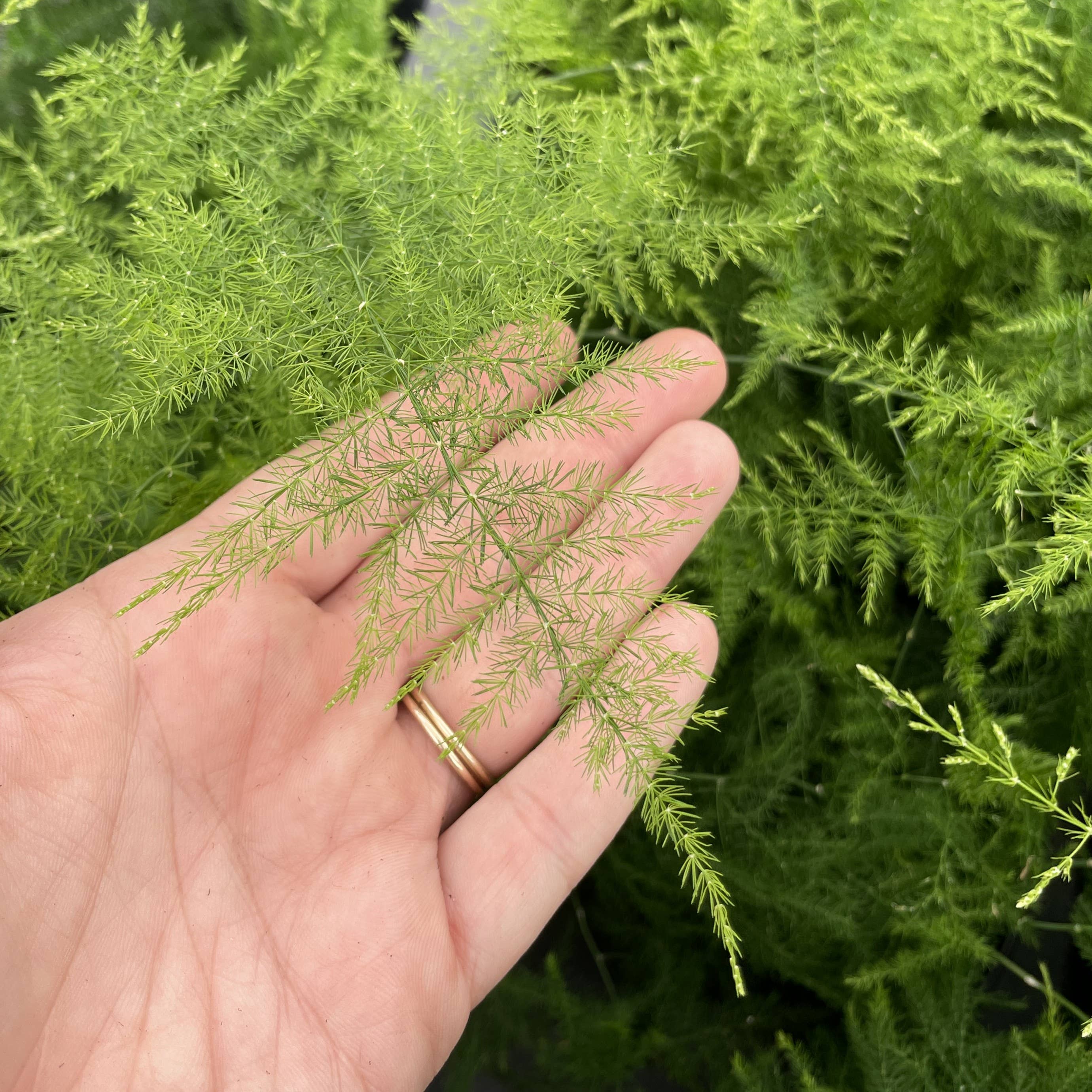 Thorsen's Greenhouse - Wholesale Live Plant - Asparagus Fern - 4" Live Plant3