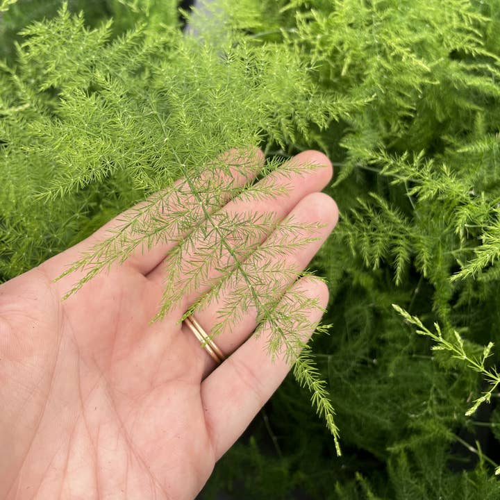 Thorsen's Greenhouse - Wholesale Live Plant - Asparagus Fern - 4" Live Plant3