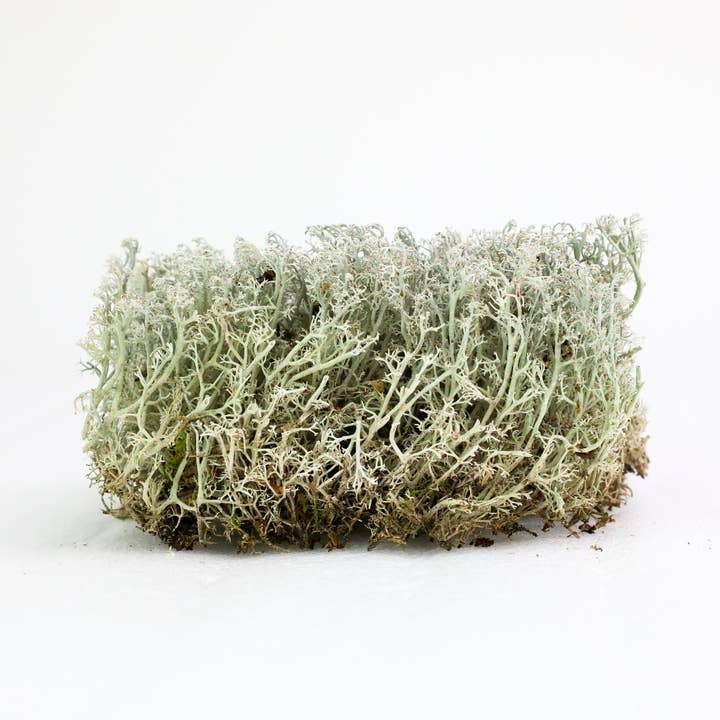 Mossify - Wholesale Live Plant - Lichen – Live or Dormant Clumps for Terrariums & Landscaping6