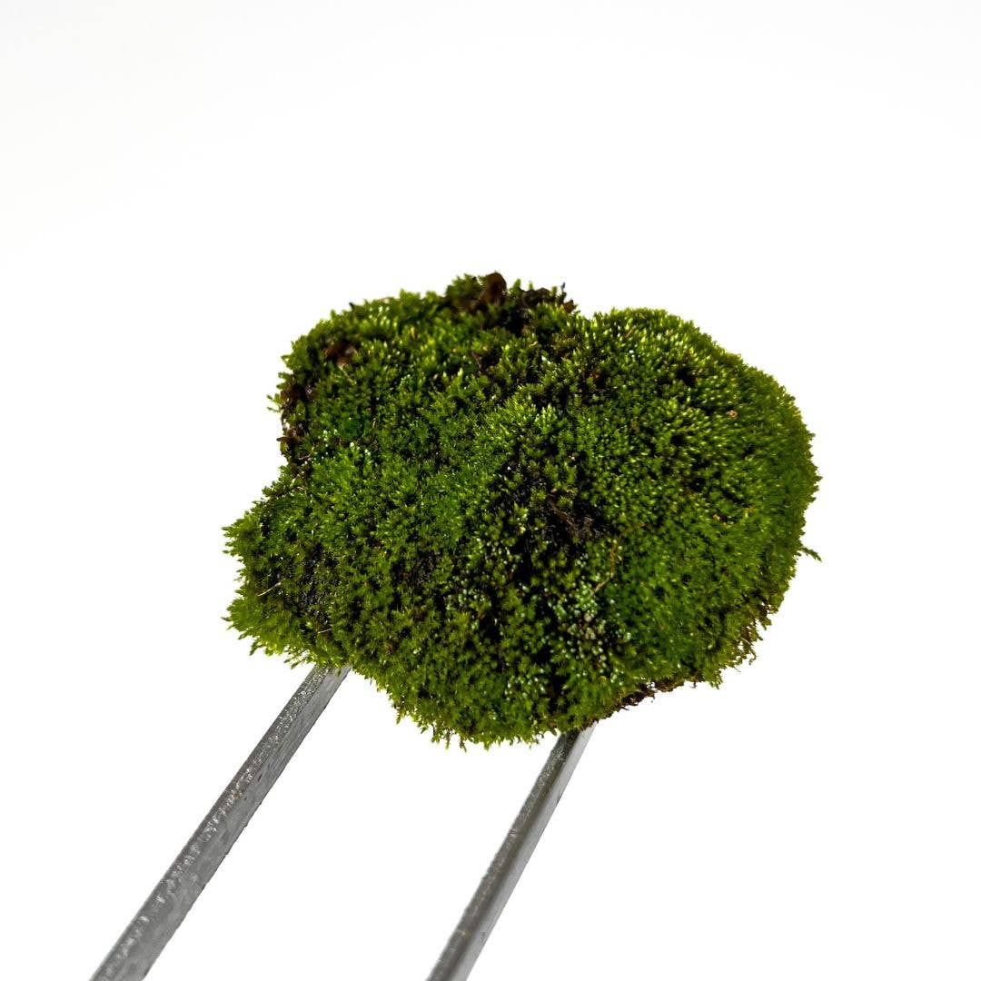 Moss & Stone Gardens - Wholesale Terrarium - Live Bryum Moss for Terrariums (Bryum caespiticium)