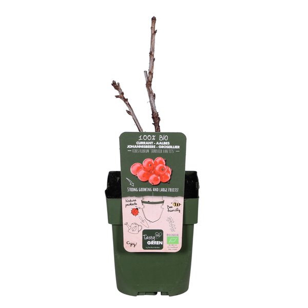 Oasis of Life - Wholesale Live Plant - Red currant – Ribes rubrum 'Jonkheer van Tets' – Ø13cm – approx. 45cm high – Early variety with high yield – Sour & fresh berries – Organically grown, hardy berry plant1