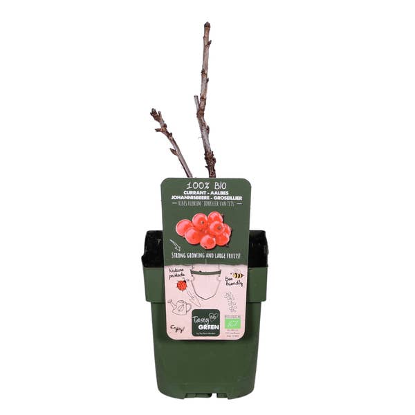 Oasis of Life - Wholesale Live Plant - Red currant – Ribes rubrum 'Jonkheer van Tets' – Ø13cm – approx. 45cm high – Early variety with high yield – Sour & fresh berries – Organically grown, hardy berry plant1
