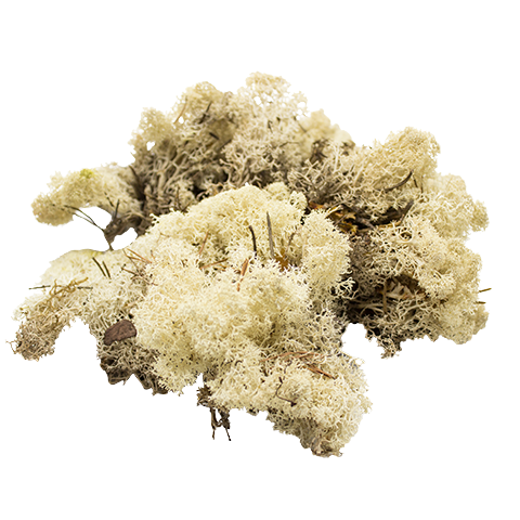 Concari.flores Preservadas - Vente Fleur séchée/pressée - MOUSSE PRÉSERVÉE2