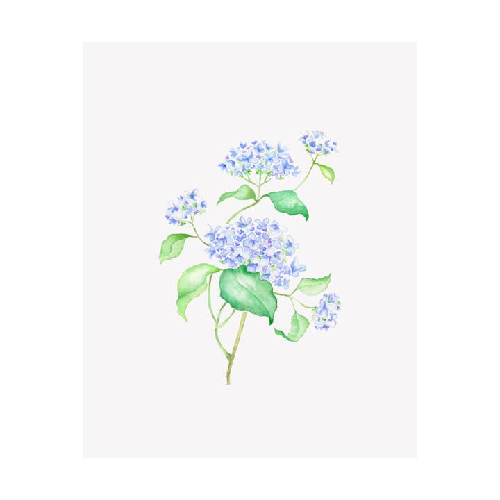 Impression giclée florale à l'aquarelle - Hortensia pour la vente par Brake Ink Stationery