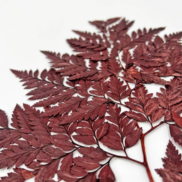 2626 Designs - Vente Fleur séchée/pressée - Fougère Davallia Mariesii séchée et préservée18