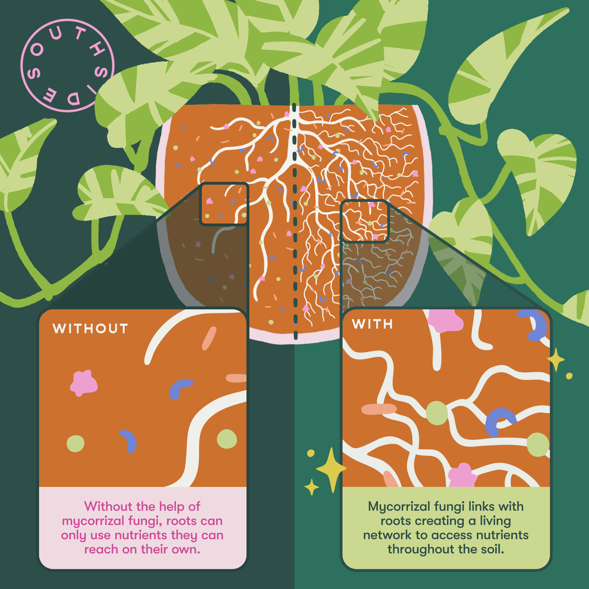 Southside. - Vente Engrais - Nourriture pour Plantes Feuillues - Nutrition Complète et Douce + Mycorhizes3