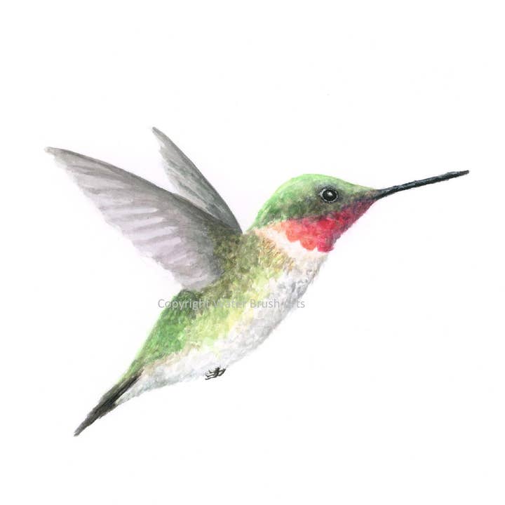 Tirage d'art Colibri à gorge rubis 02 pour la vente par Water Brush Arts