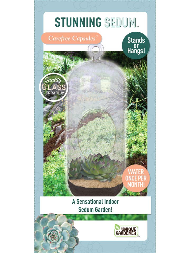 Superbe terrarium en verre à capsules Sedum Carefree pour la vente par Silver Circle Products
