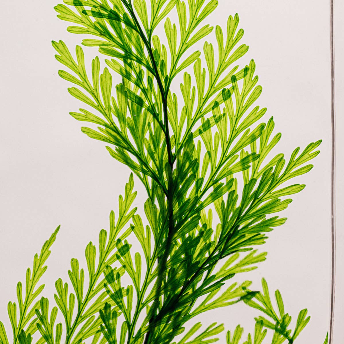 Theophile Berthon - Wholesale Live Plant - The Tabalia Fern Herbarium - submerged plant7