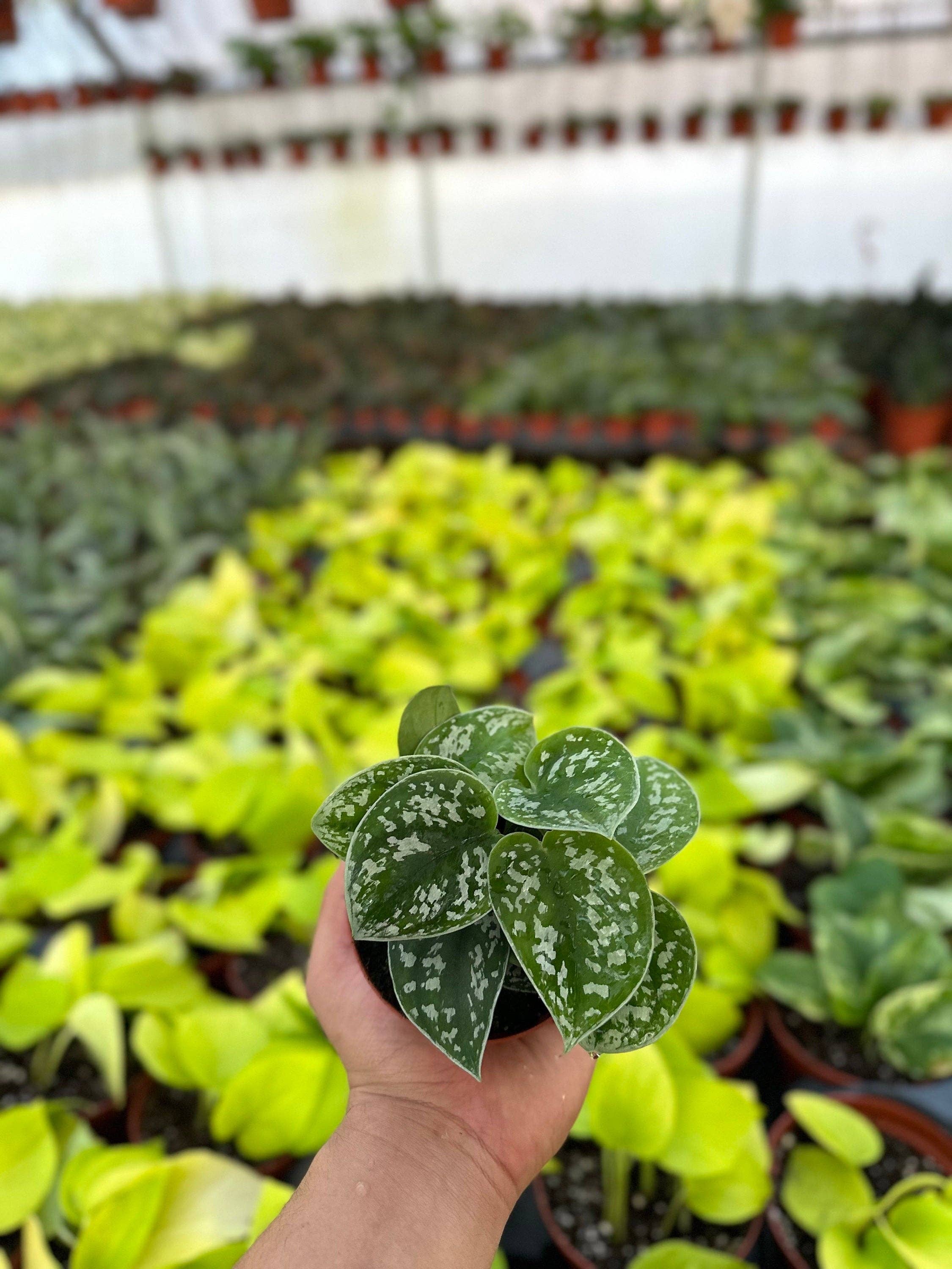 MyPlants LLC - Wholesale Live Plant - Satin Pothos Scindapsus Pictus Argyraeus MyPlants2