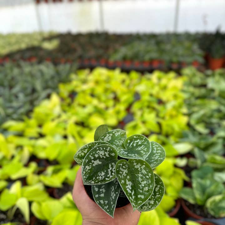 MyPlants LLC - Wholesale Live Plant - Satin Pothos Scindapsus Pictus Argyraeus MyPlants2
