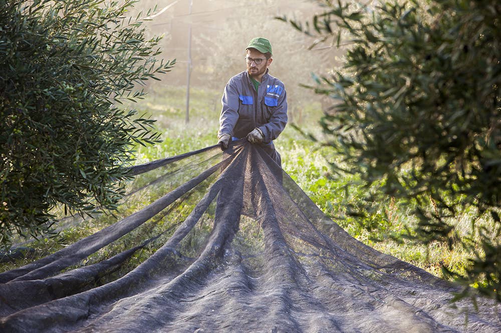 Olio Pellegrino 1890 SRL - Wholesale Olive Oil - EVOlution - EVO Oil Mediterranean Herbs Aroma 250 ml3