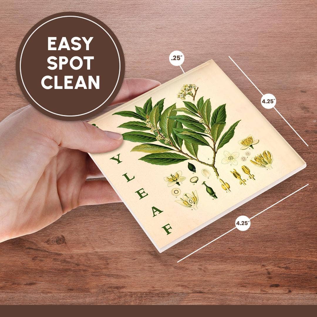 3dRose - Wholesale Coasters - 3dRose, Bay Leaf Kitchen Art - Bay Leaves Tree Herb Plant Print Cooking Gift, Coaster6