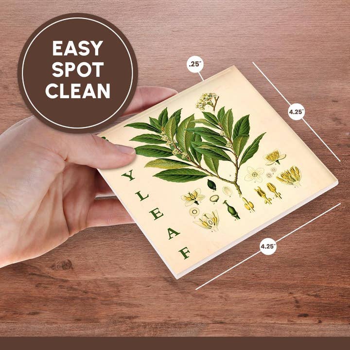 3dRose - Wholesale Coasters - 3dRose, Bay Leaf Kitchen Art - Bay Leaves Tree Herb Plant Print Cooking Gift, Coaster6