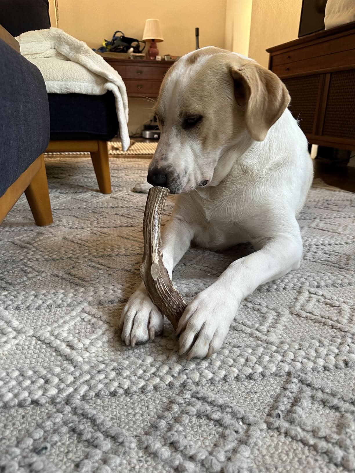 Heartland Antlers - Wholesale Pet Chew Toy - Dog - Whole Elk Antler Chew - Extra Large (65-85 lbs)3