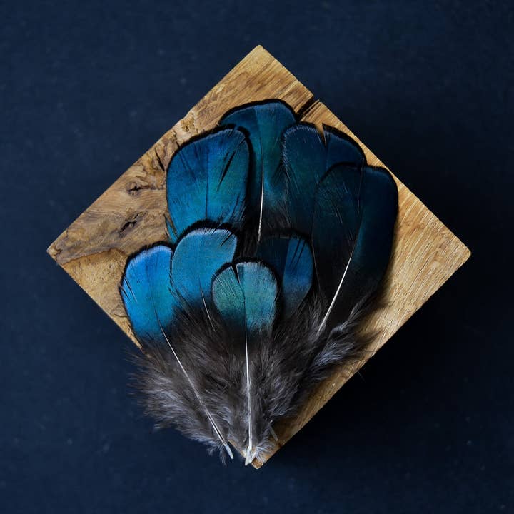 Lady Amherst Pheasant Feathers for wholesale by Plumes Naturelles
