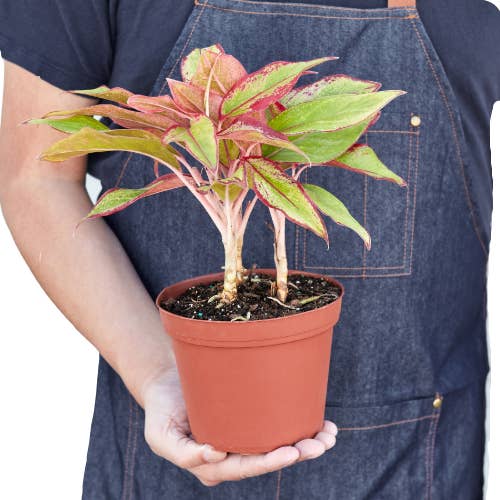 House Plant Wholesale - Wholesale Live Plant - CH EVERGREEN RED SIAM 6-inch