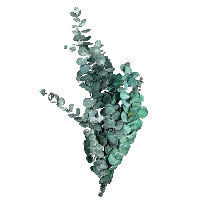 Concari.flores Preservadas - Wholesale Artificial Flowers - PRESERVED CINEREA EUCALYPTUS3