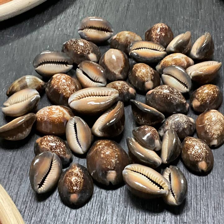 Coquilles de Cypraea Tête-de-Serpent - B12 et autres tendances Résultats pour walnut shells en vente B2B. Retours gratuits et paiement à 60 jours sur Faire sur Faire.