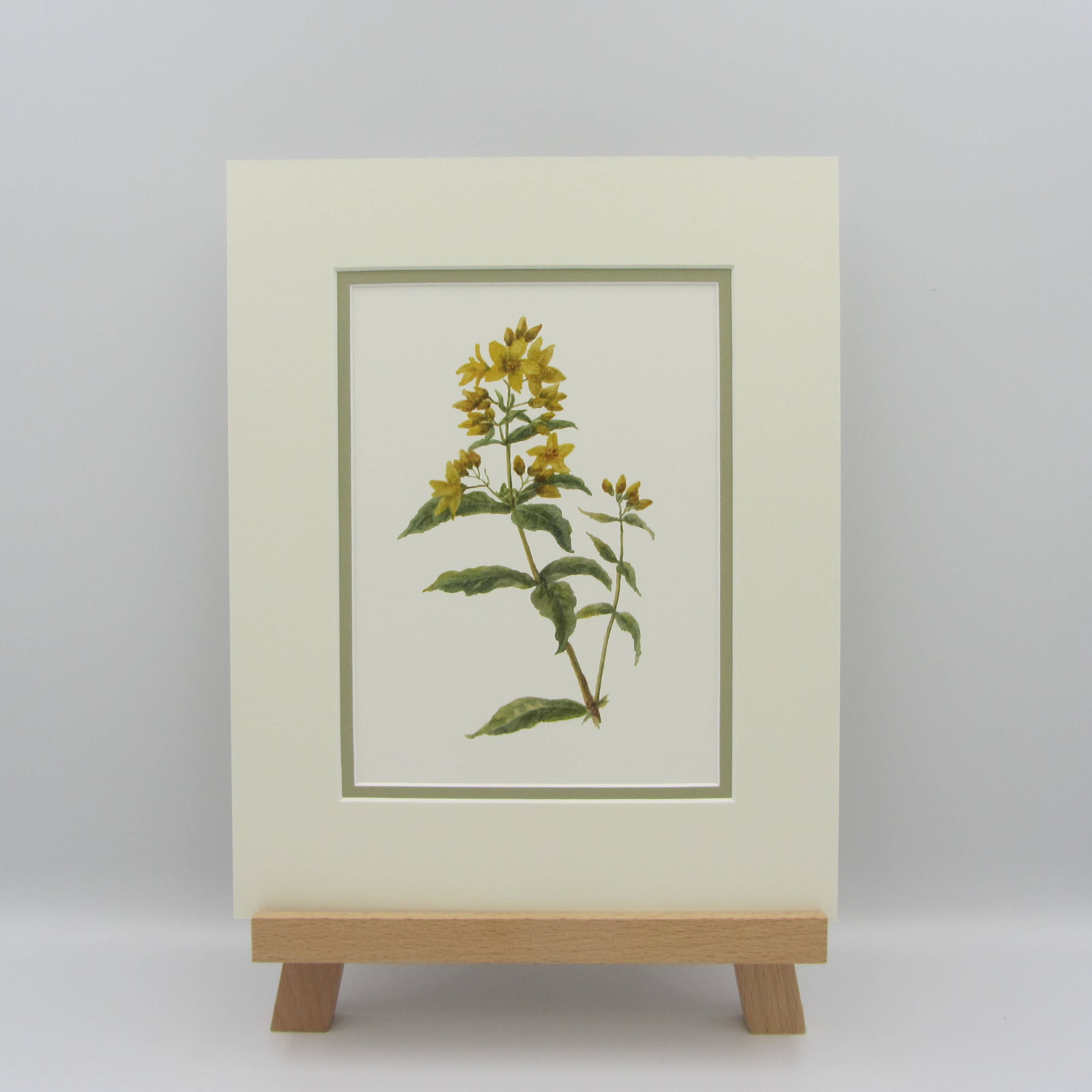 Sophia Davenport - Wholesale Art Print - Wildflower Watercolour Mounted A5 Prints4