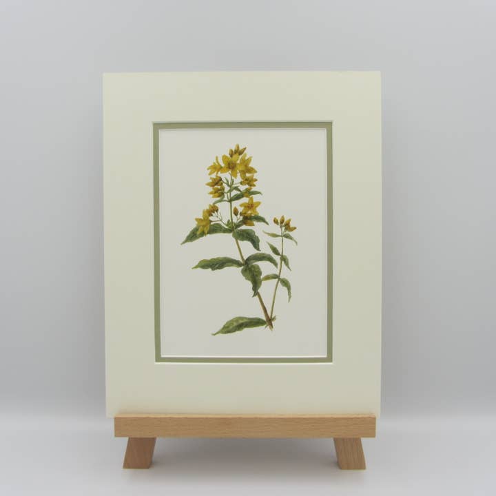 Sophia Davenport - Wholesale Art Print - Wildflower Watercolour Mounted A5 Prints4