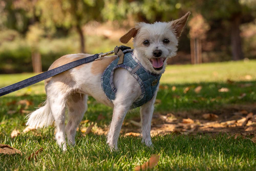 Urban Dog Stars - Wholesale Pet Harness - Dog - Step-In Denim Harness - Blue Plaid4