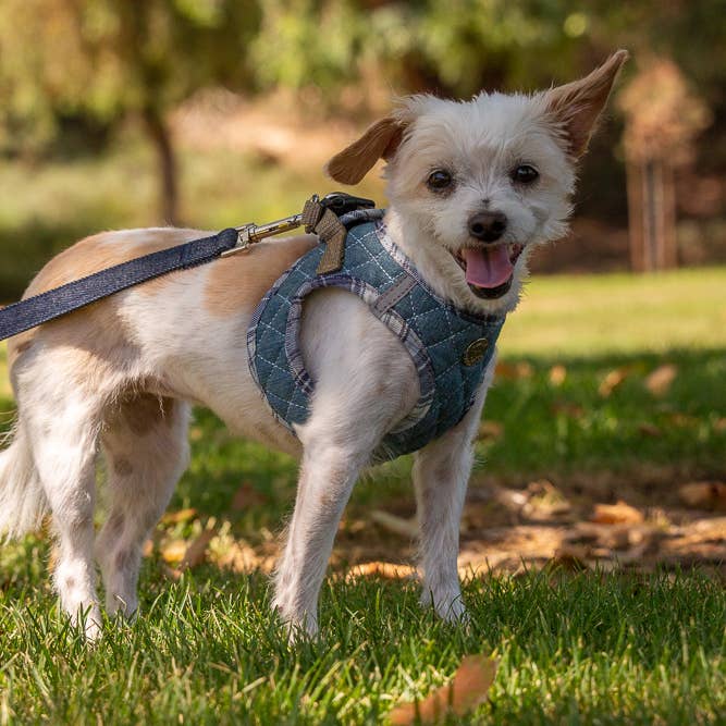 Urban Dog Stars - Wholesale Pet Harness - Dog - Step-In Denim Harness - Blue Plaid4