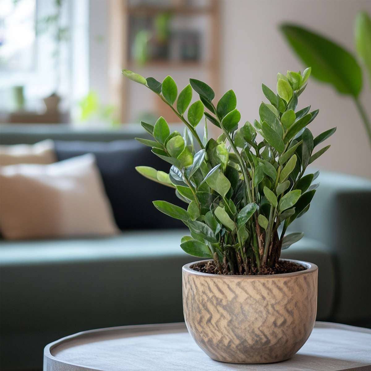 Oasis of Life - Wholesale Live Plant - Zamioculcas Zamiifolia – ZZ Plant / Emerald Palm – Height 55–65cm – Ø17cm – Easy-care houseplant for home & office4