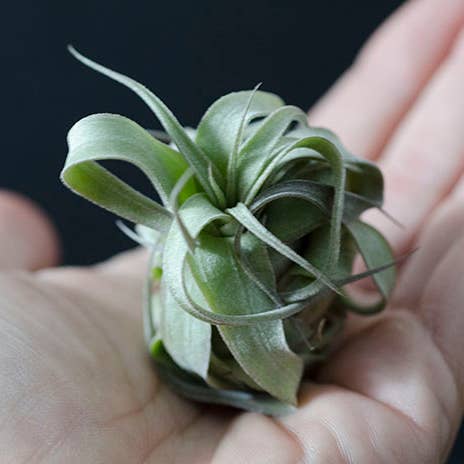 The Artizan Way - Wholesale Live Plant - Tillandsia Streptophylla - Air Plant10