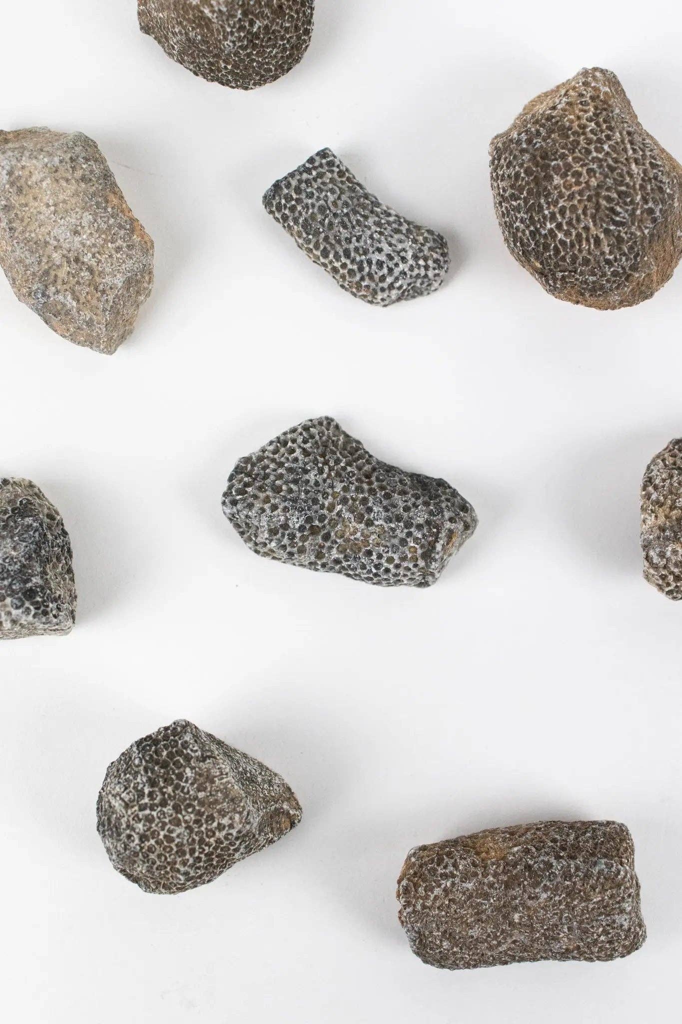 Stemcell Science Shop - Vente Décorations de table - Fossile de Bryozoa5