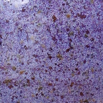 Sawdust and Clay - Wholesale Salt & Pepper Shaker Set - Artisan Ceramic Salt Pigs5