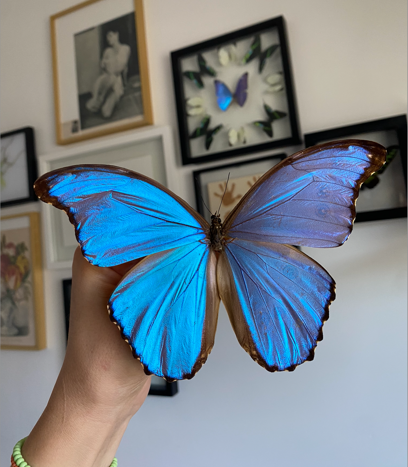 Sunny & Stuff - Wholesale Wall Accent - Framed Blue Morpho Butterfly2