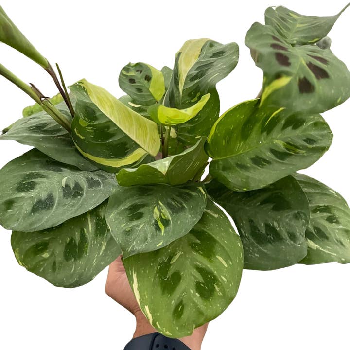 Maranta panachée 'Beauty Kim' pour la vente par Rooted Treasures Farms