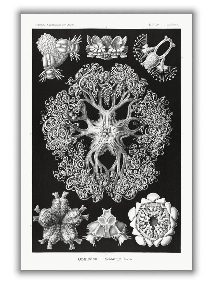 Ophiodea–Schlangensterne I by Ernst Haeckel for wholesale by Stanley Print House