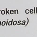 Everyday Supply Co - Wholesale Oral Supplement/Vitamin - SUNFOOD SUPERFOODS CHLORELLA TABLETS2