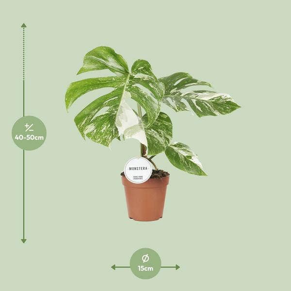 Oasis of Life - Venta al por mayor Plantas naturales - Monstera Deliciosa Variegata – Planta de interior Ø15cm ↕45cm – Rara Monstera variegada con hojas blanco-verdes – Planta trepadora tropical y purificadora de aire – Para salón y oficina1