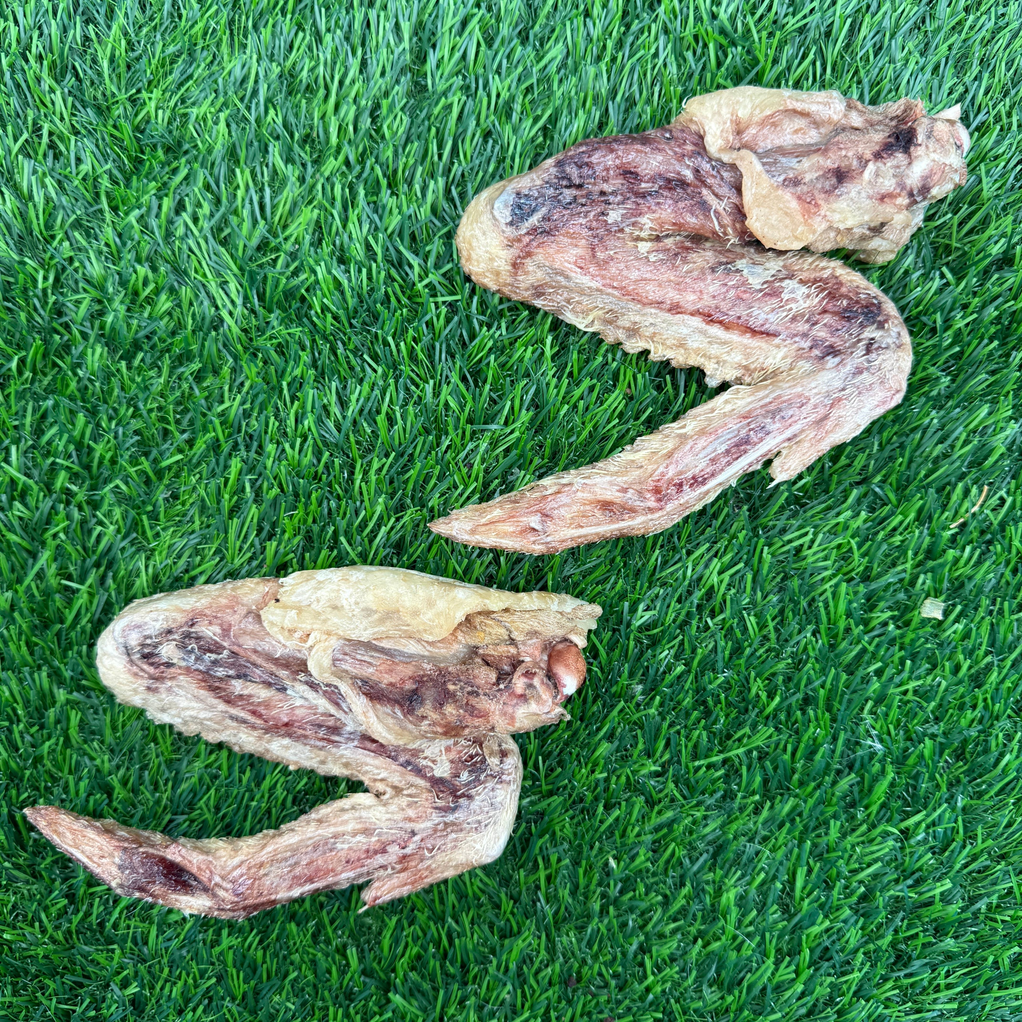 Golden Nibbles - Wholesale Pet Treats - Dog - Duck Wing - Freeze-Dried Treat/Chew for Dogs2