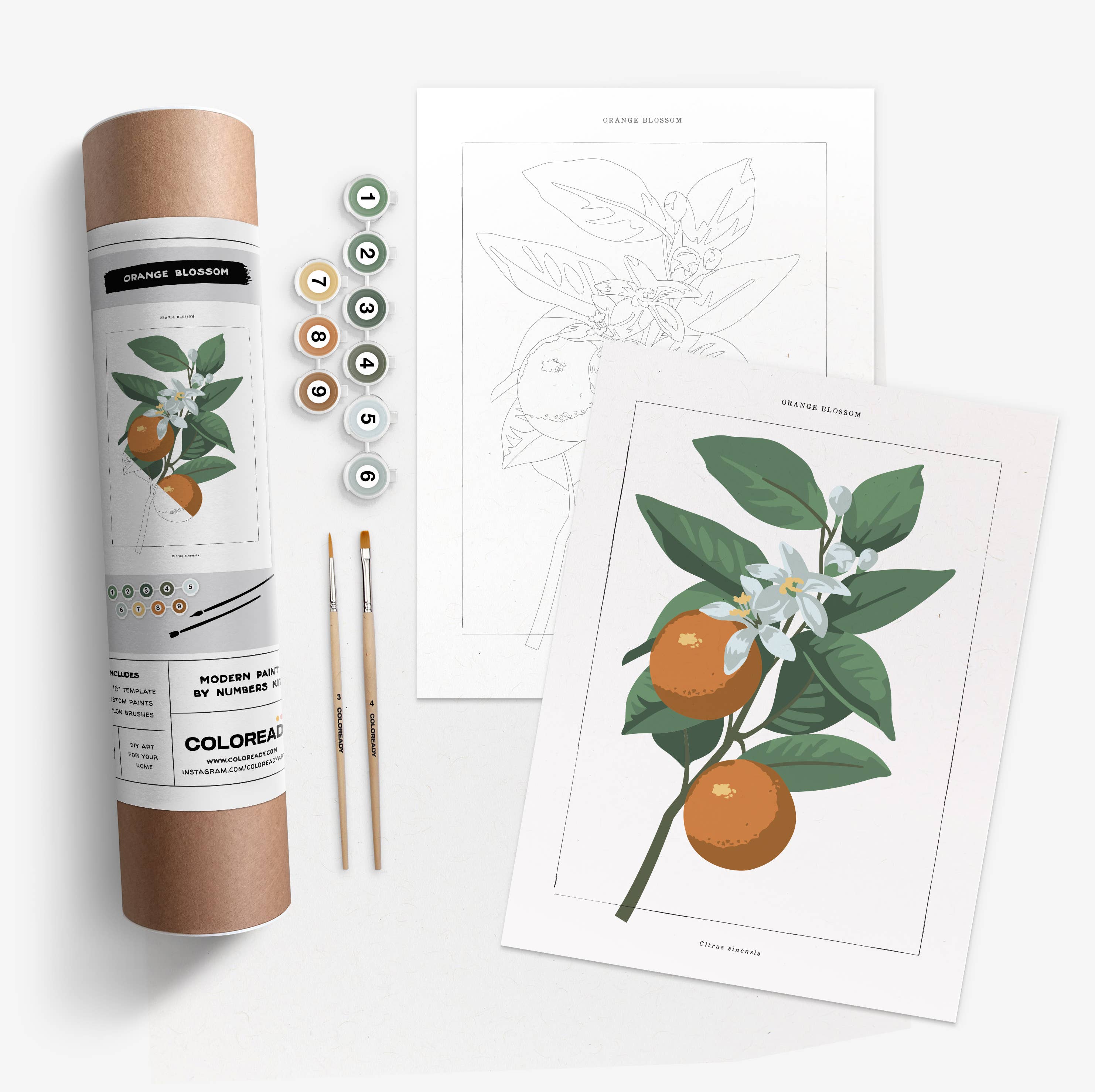 Coloready - Vente Kit de bricolage - Orange Blossom | Kit de peinture par numéros moderne0