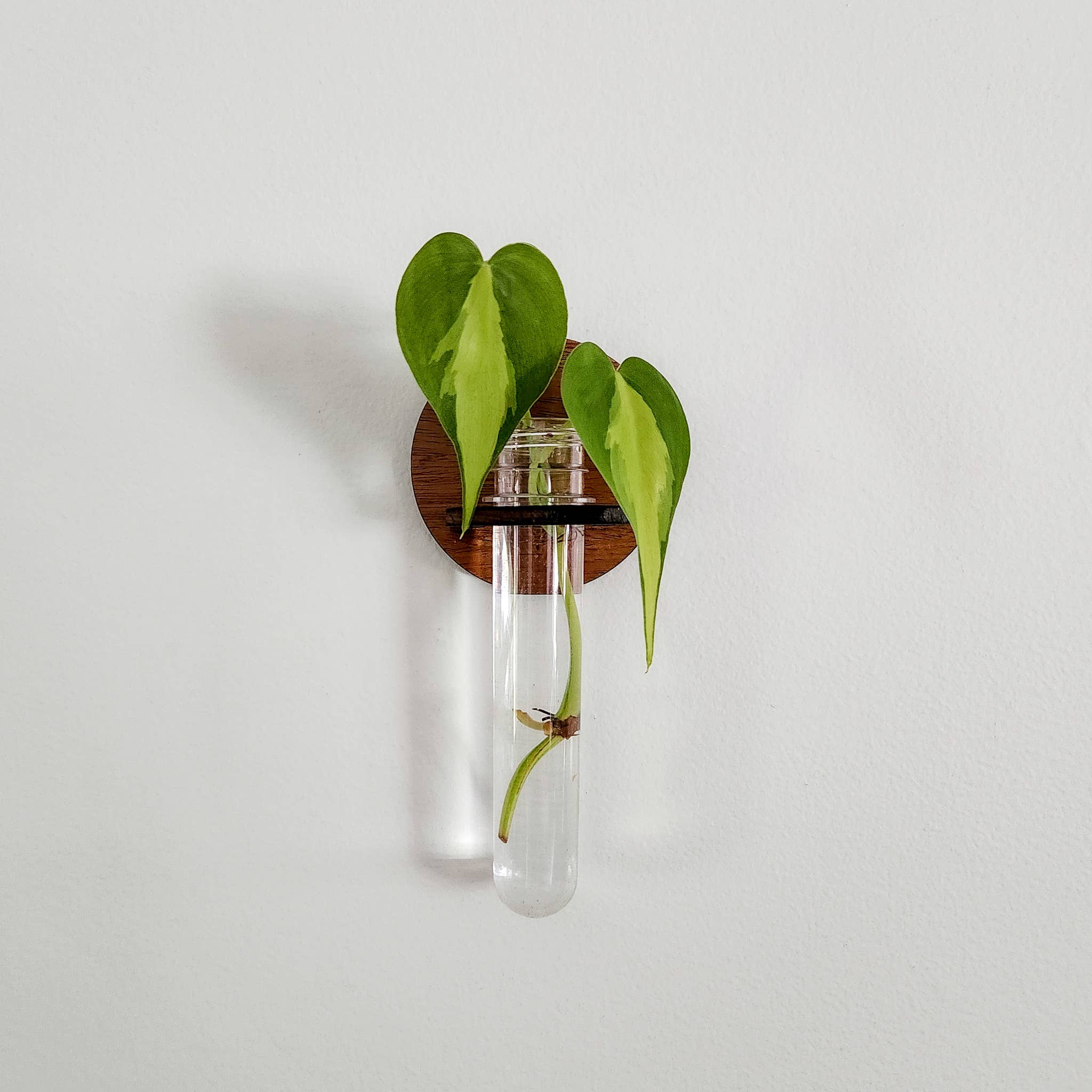 Leaf & Node - Wholesale Hanging Planter - Wall Hanging Propagation Station - Round Test Tube Holder6