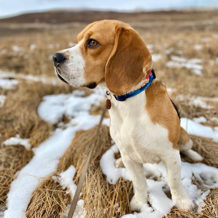 Rocky Mountain Dog - Wholesale Pet Collar - Dog - Banff Alpine Dog Collar1